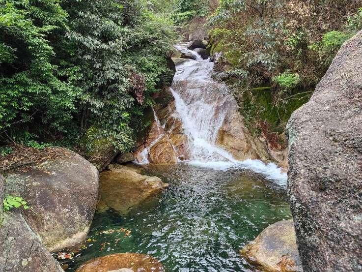 勿忘我